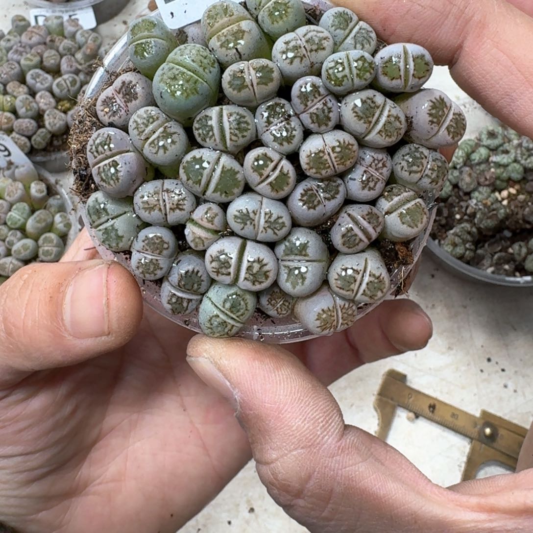 D19 彩菊一盒。好看