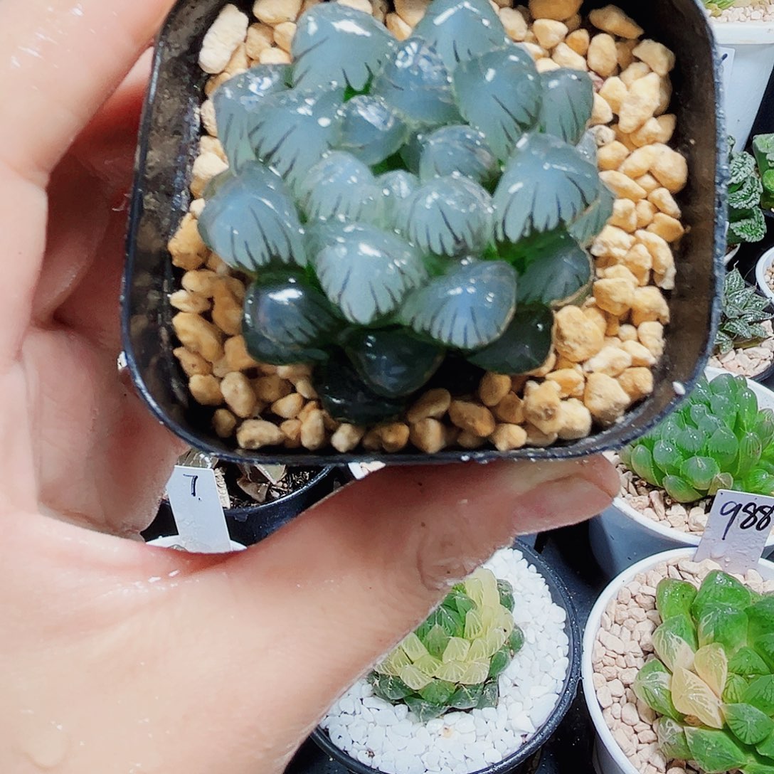 紫冰灯多肉植物6666