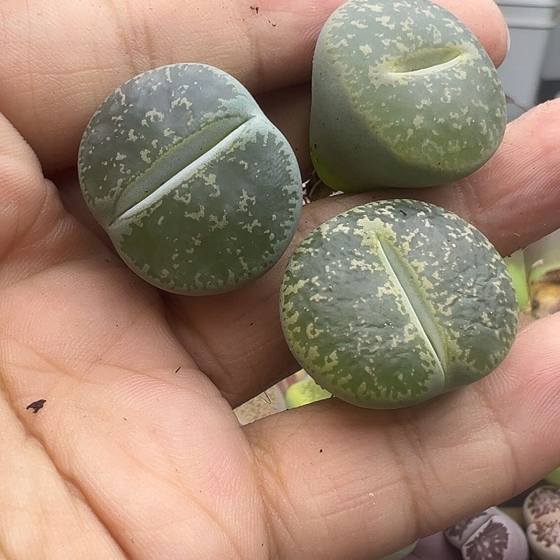 3690岛田C153退化福利清