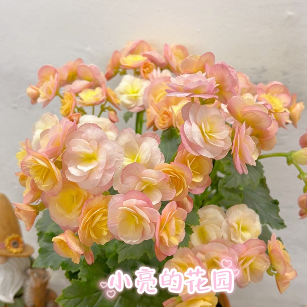 【海莉晚霞】重瓣丽格海棠室内花卉 只包到手不包养护