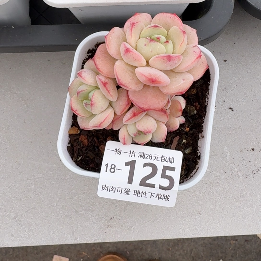 白底香草无盆土发货