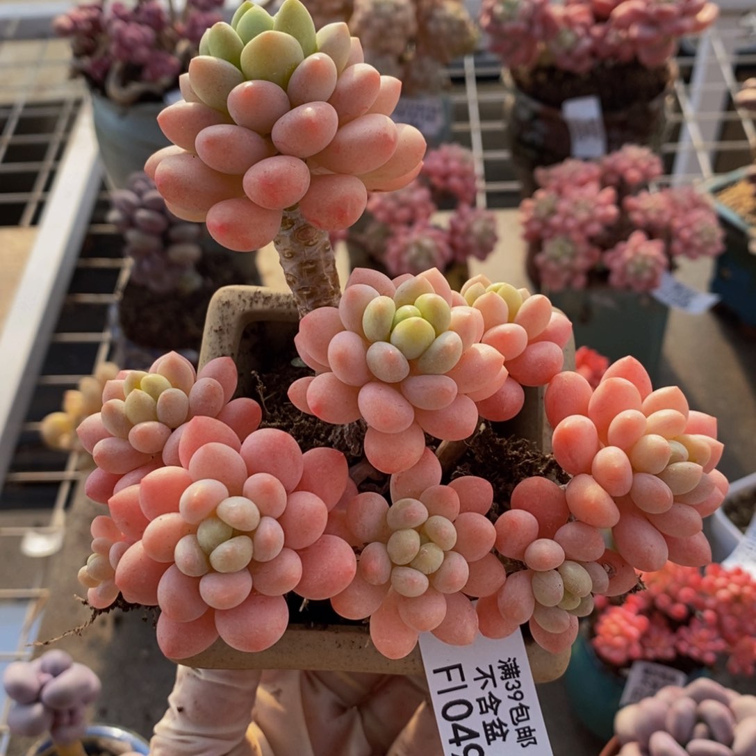 鱼子酱049/10cm多肉