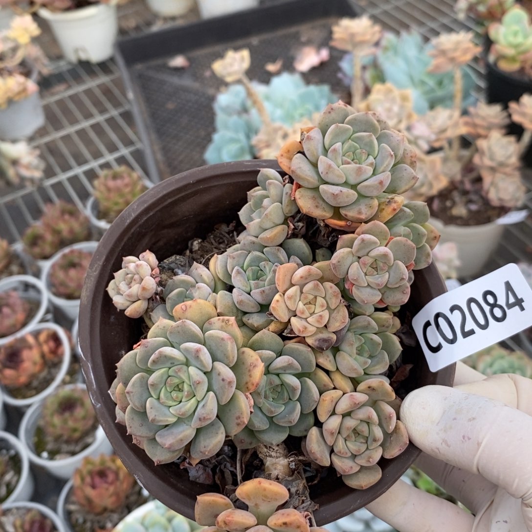 2084粉布偶一物一拍