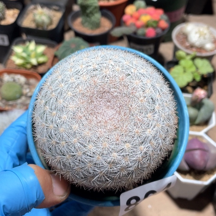 894实生大满月仙人球