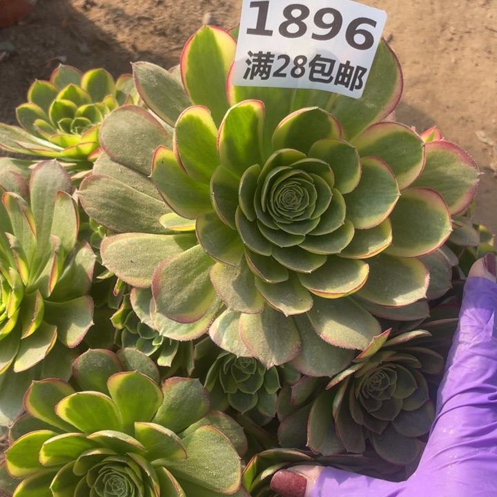 1896二号棚奶白多肉植物
