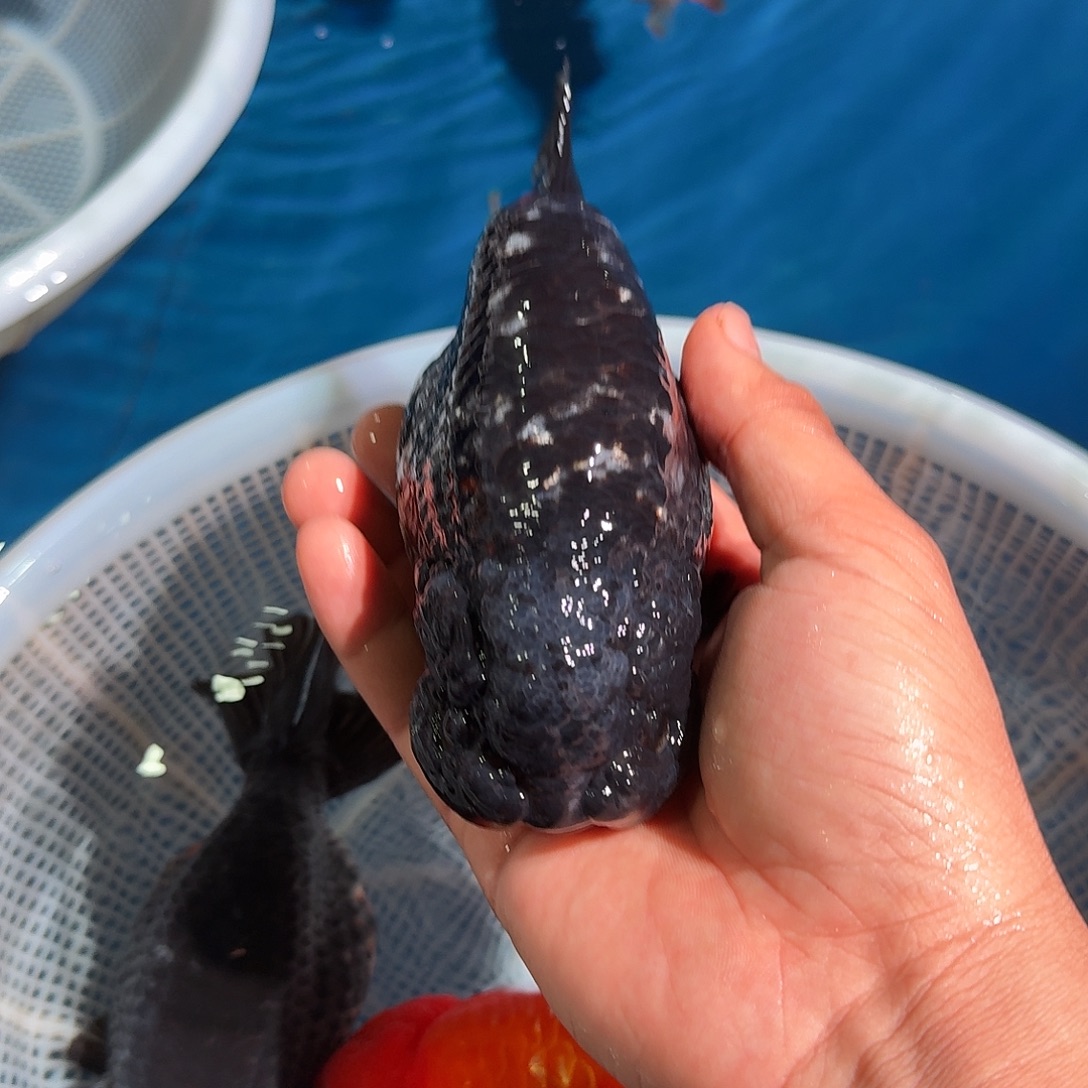 海水黑灰麒麟顺丰两只包邮