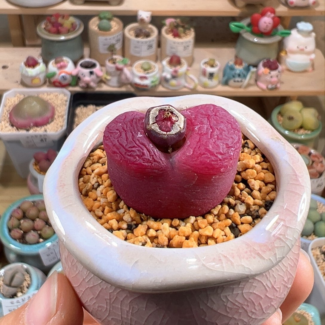 多肉植物84号紫红毛毛