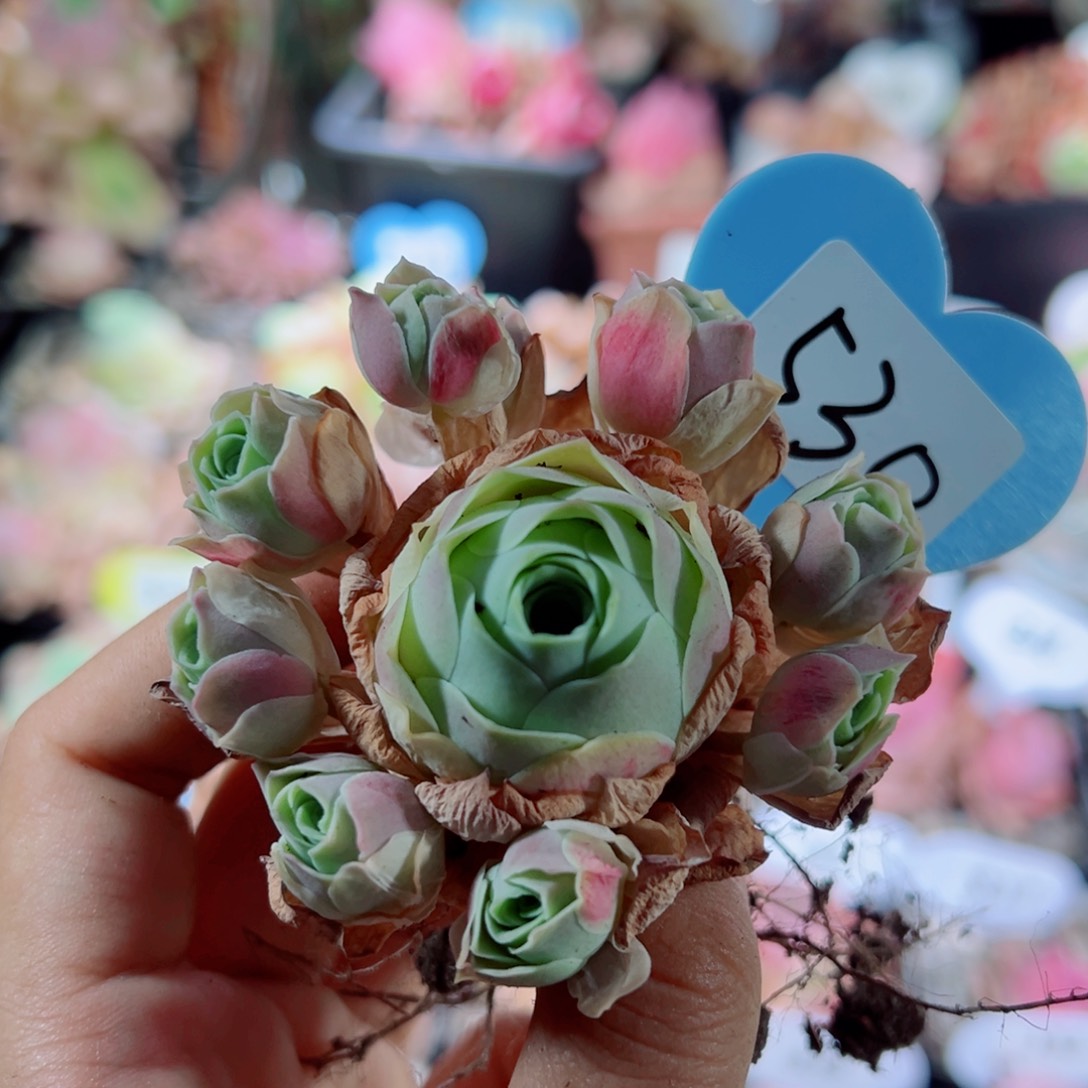 530水蜜桃手捧花小飘枝。       