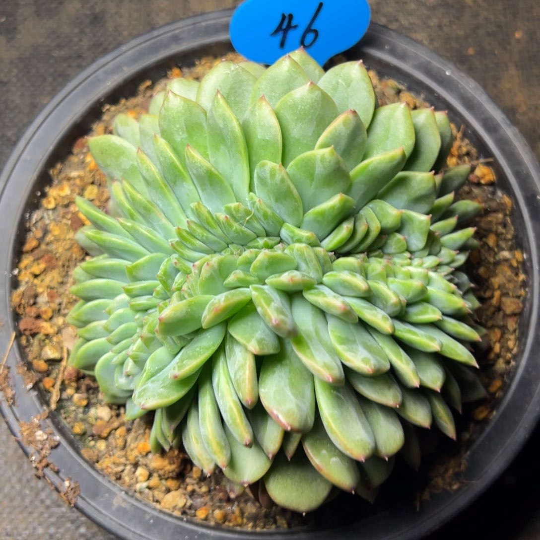 容***容46号绿橙缀多肉植物39.8