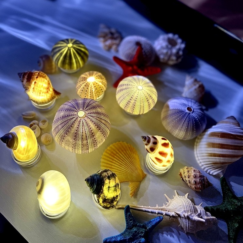 【海胆贝壳小夜灯】海贝壳海胆创意灯家居装饰摆件节日礼物工艺品