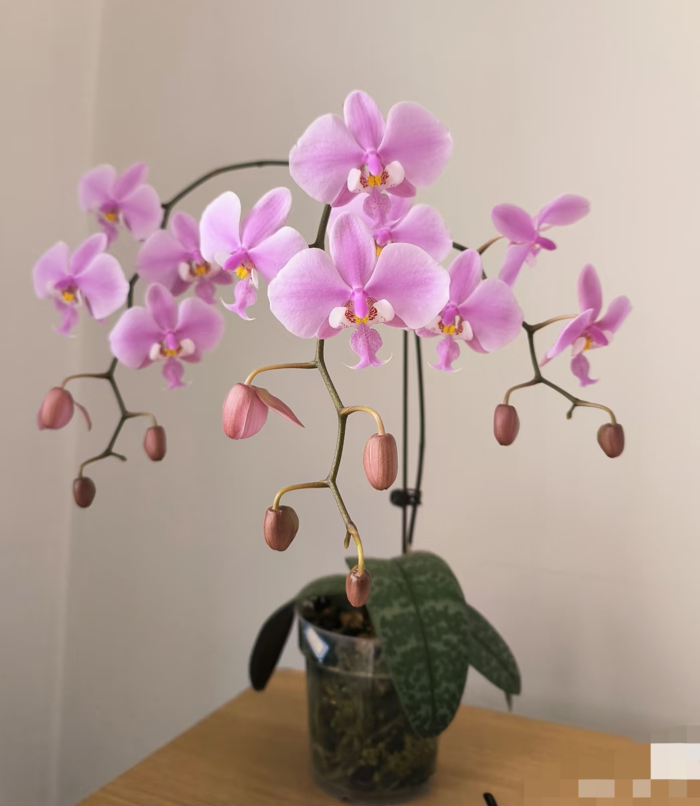 西蕾丽蝴蝶兰2.8寸杯（没花剑）带香味弱根代号zq135