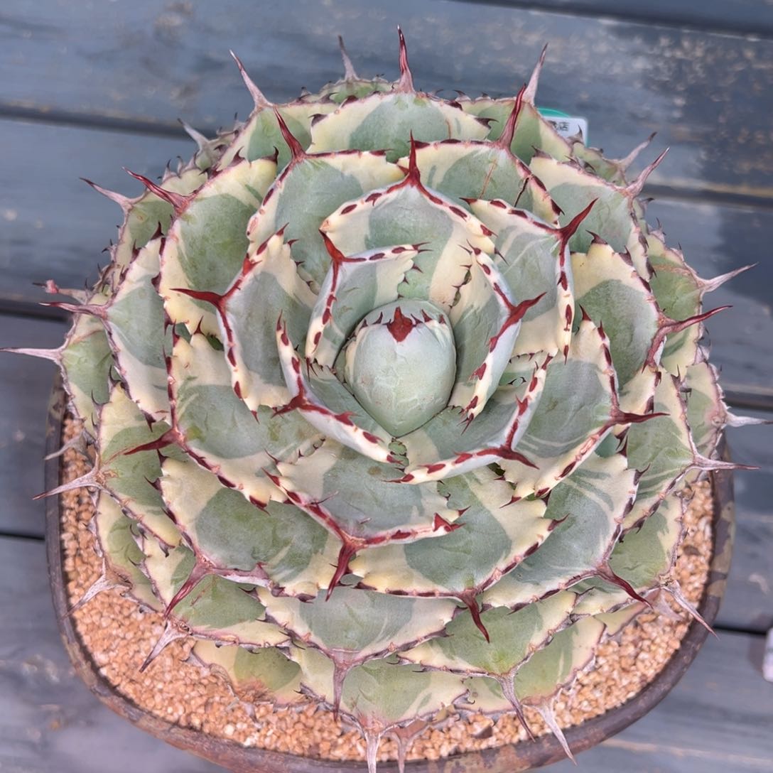 从前慢多肉精选编号0207.218