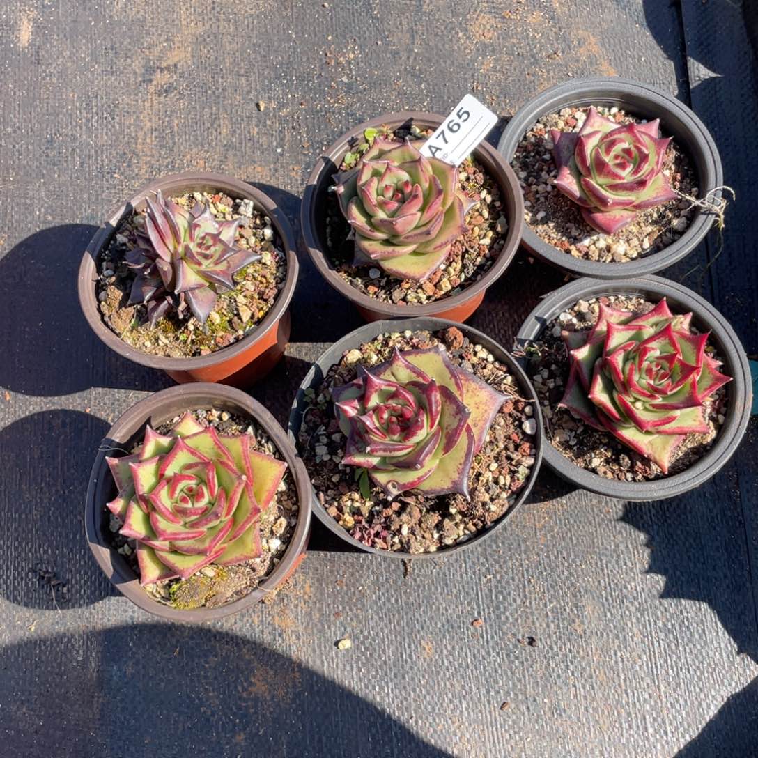 若如东云单拍A765