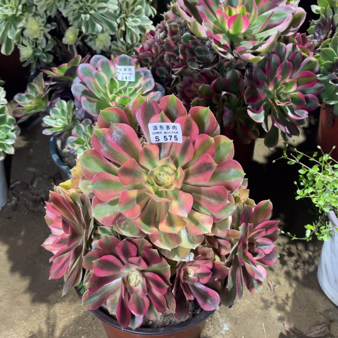 576红袖多肉法师断枝不包