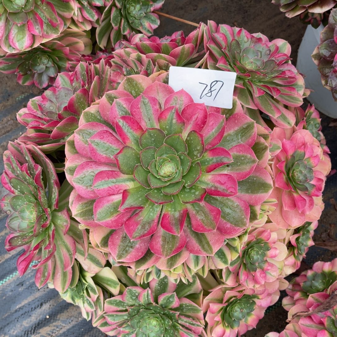 78711111111111111111