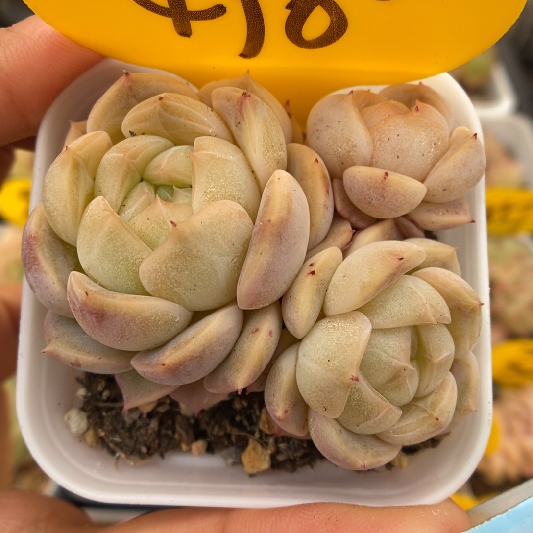 甜心群生可拍4980号