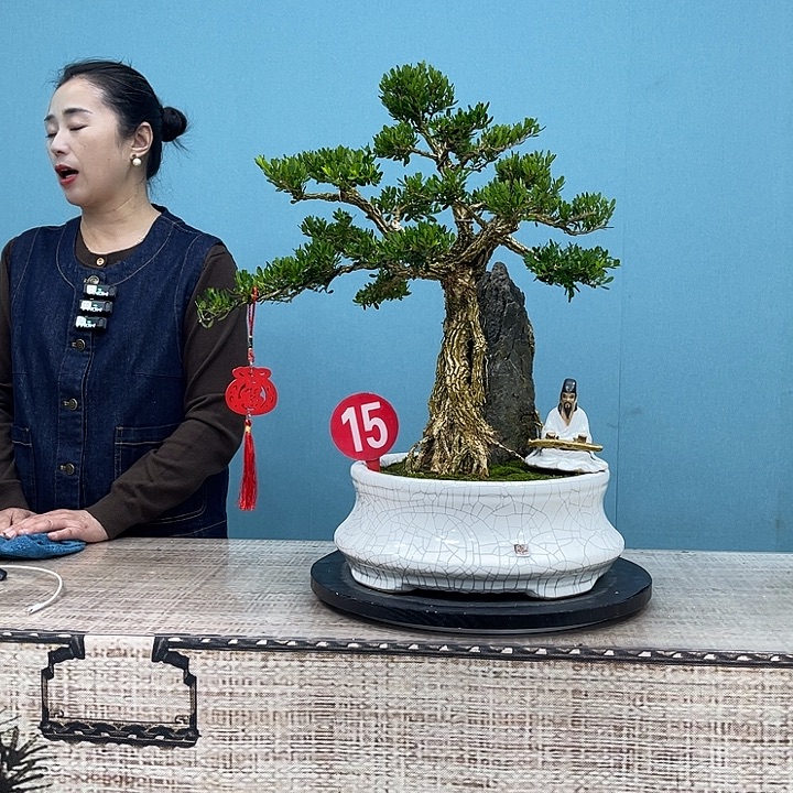 以实际为准精品黄杨盆景