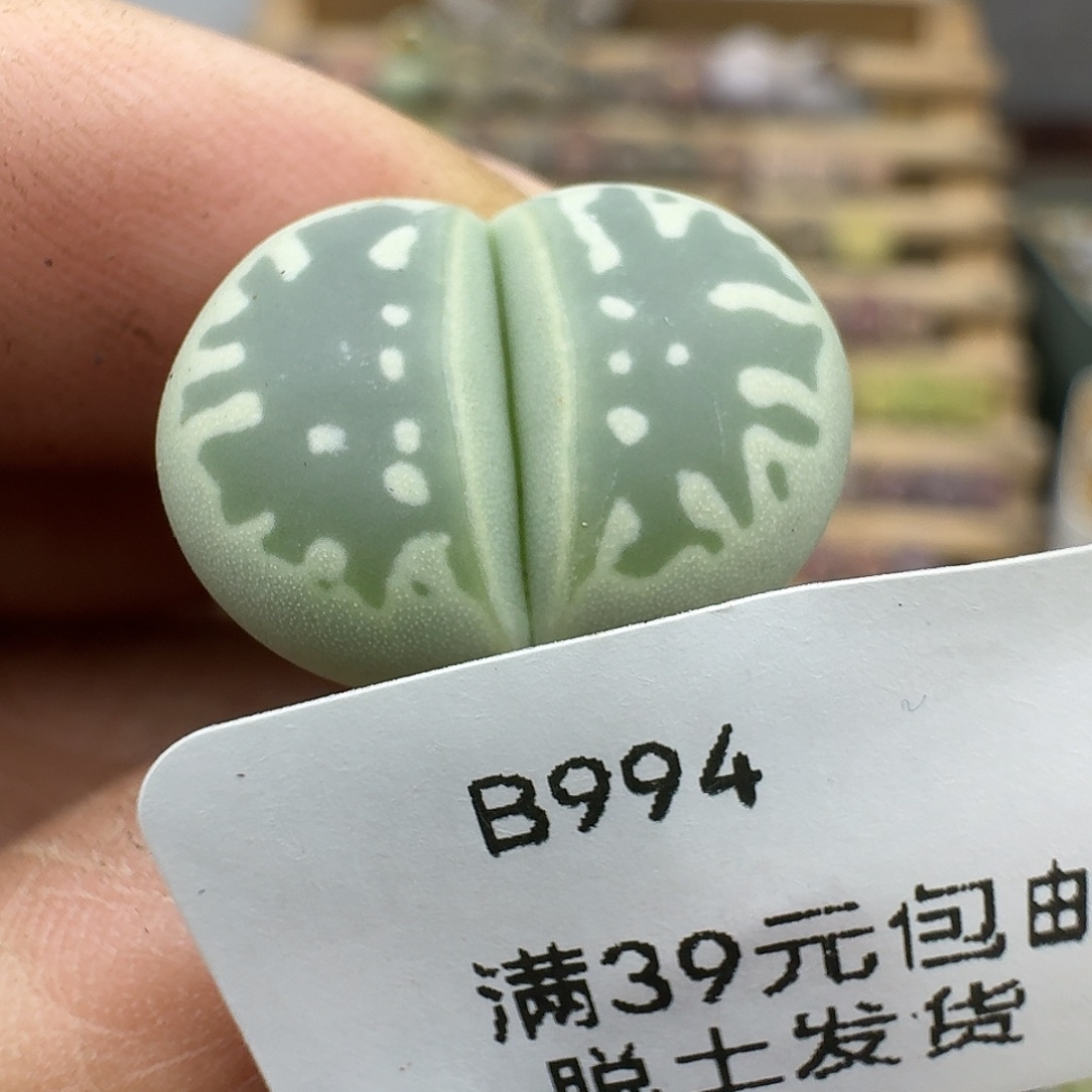 小***饭994多肉哈哈哈哈哈哈