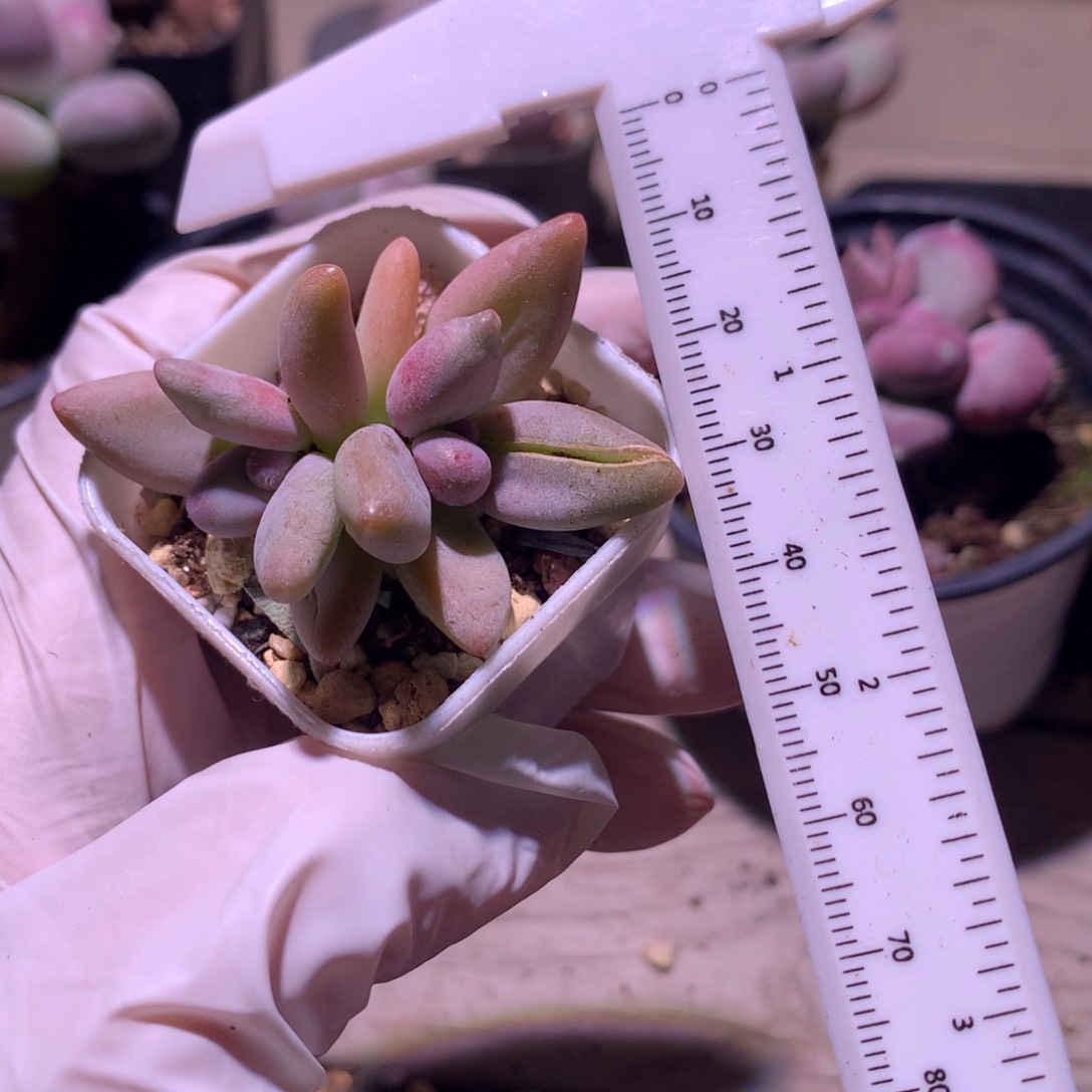 香蕉奶酪多肉香蕉奶