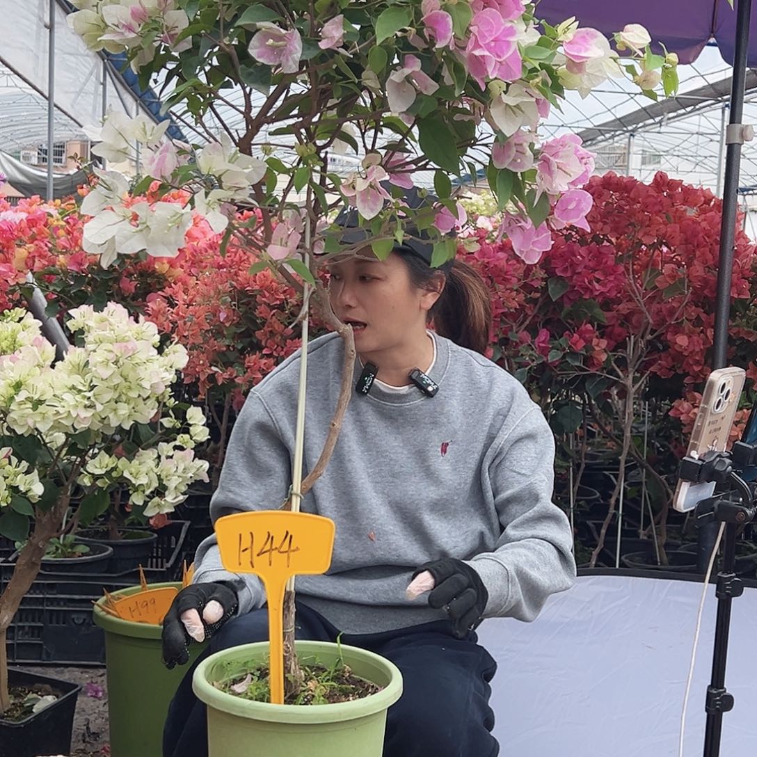 @***@大部分花苞少量开放H44广红英