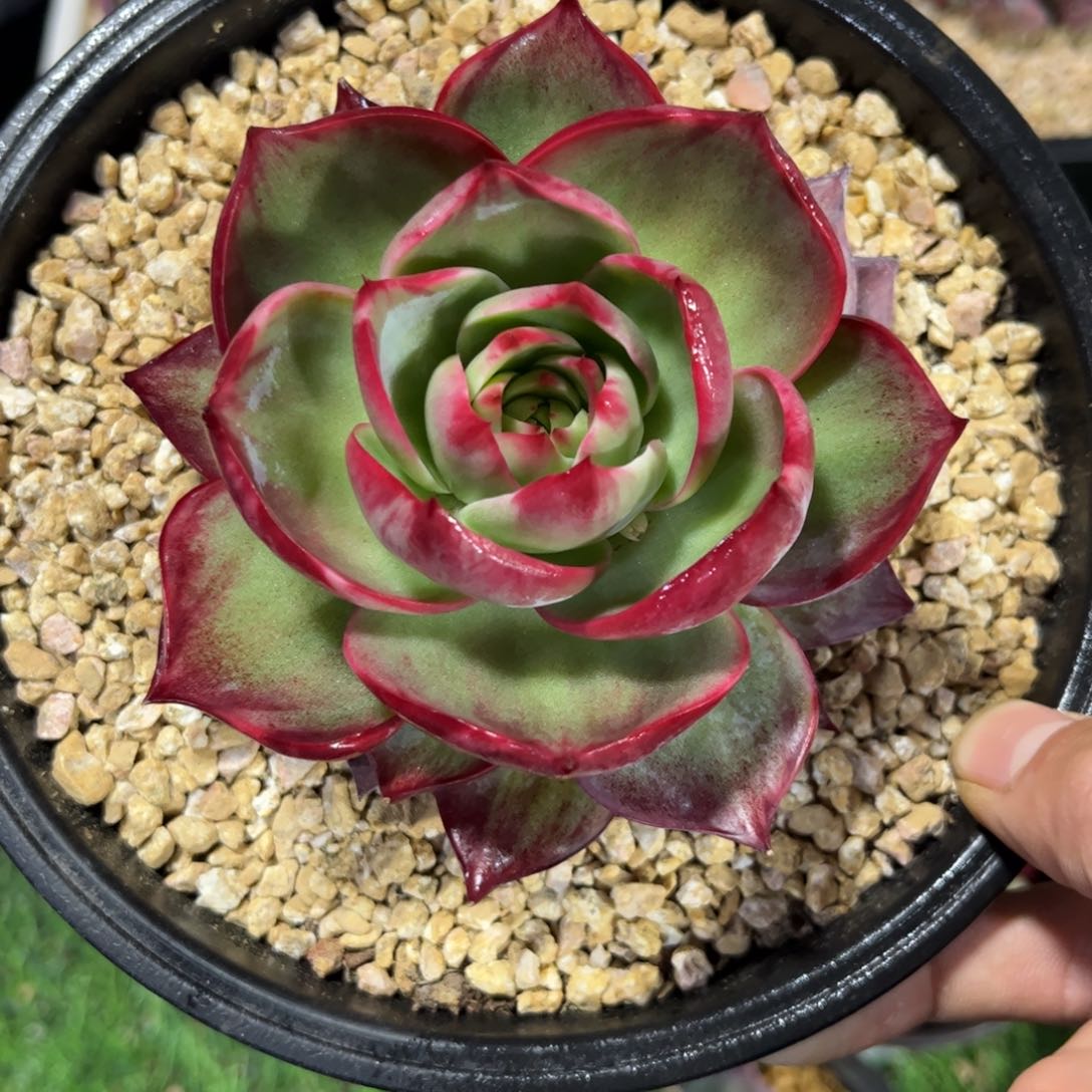 顺***g惊鸿仙子 一物一拍