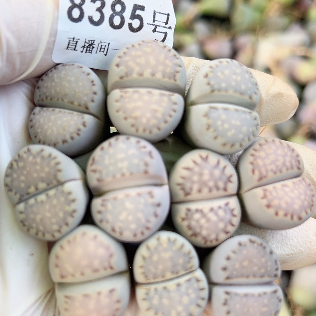 8385四年饼干10个2cm左右