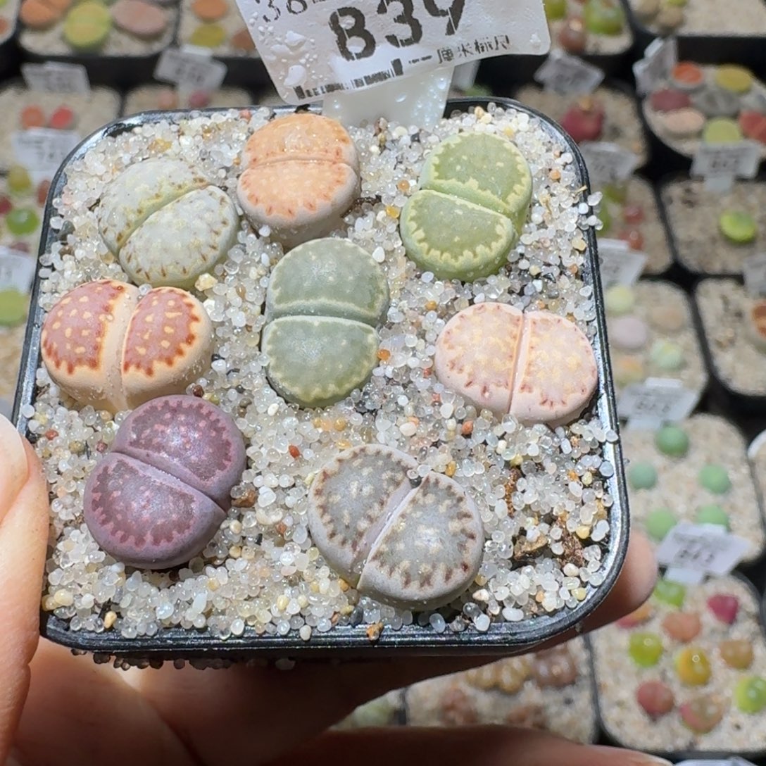 Sss精品清货价839