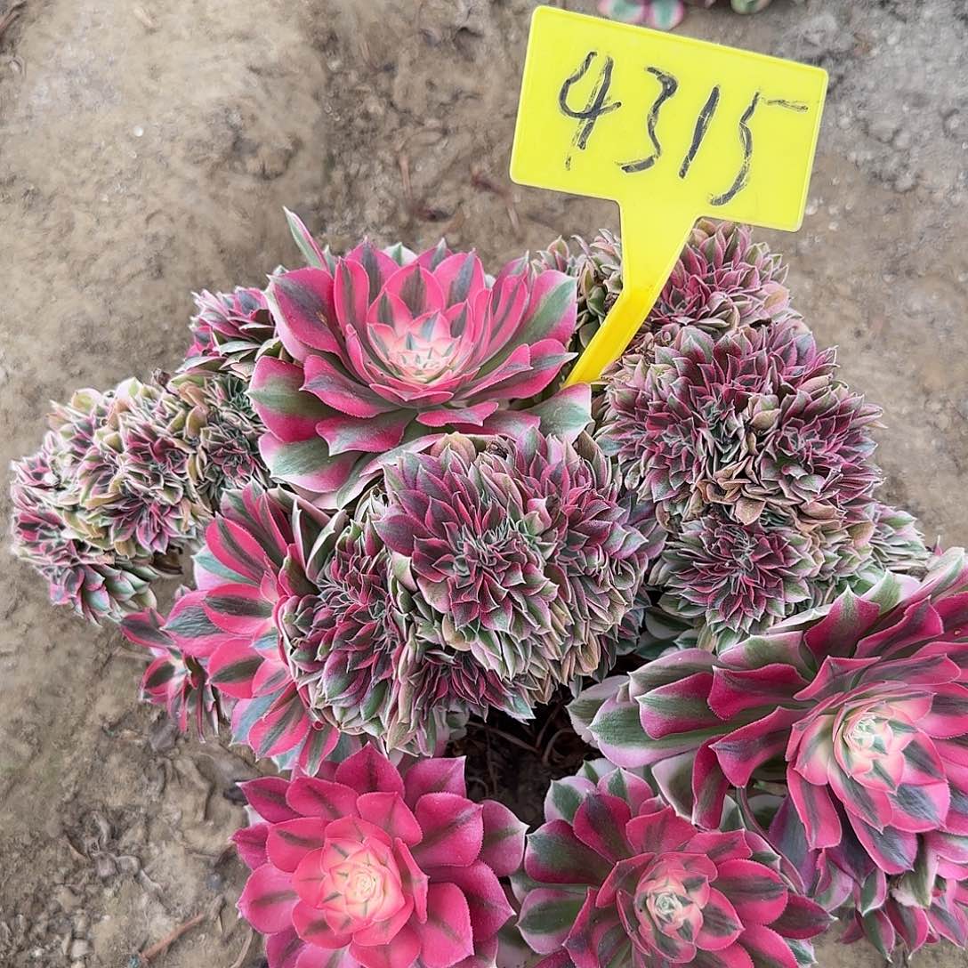 4315--女巫缀化老桩