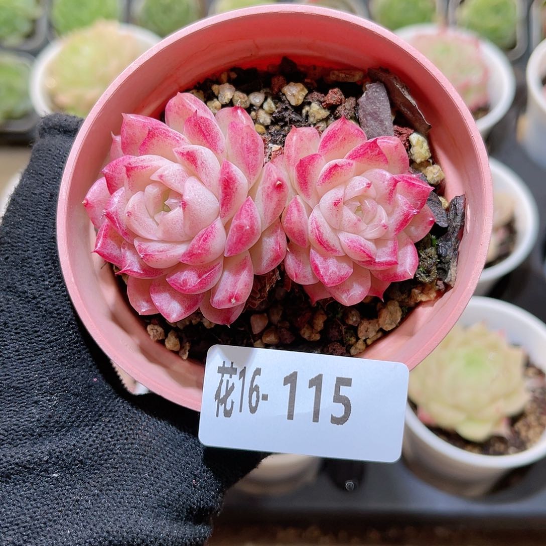 花16-115女王双头