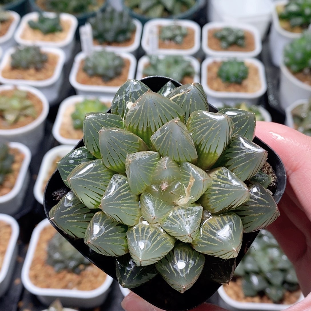 赤焰寿母本玉露多肉