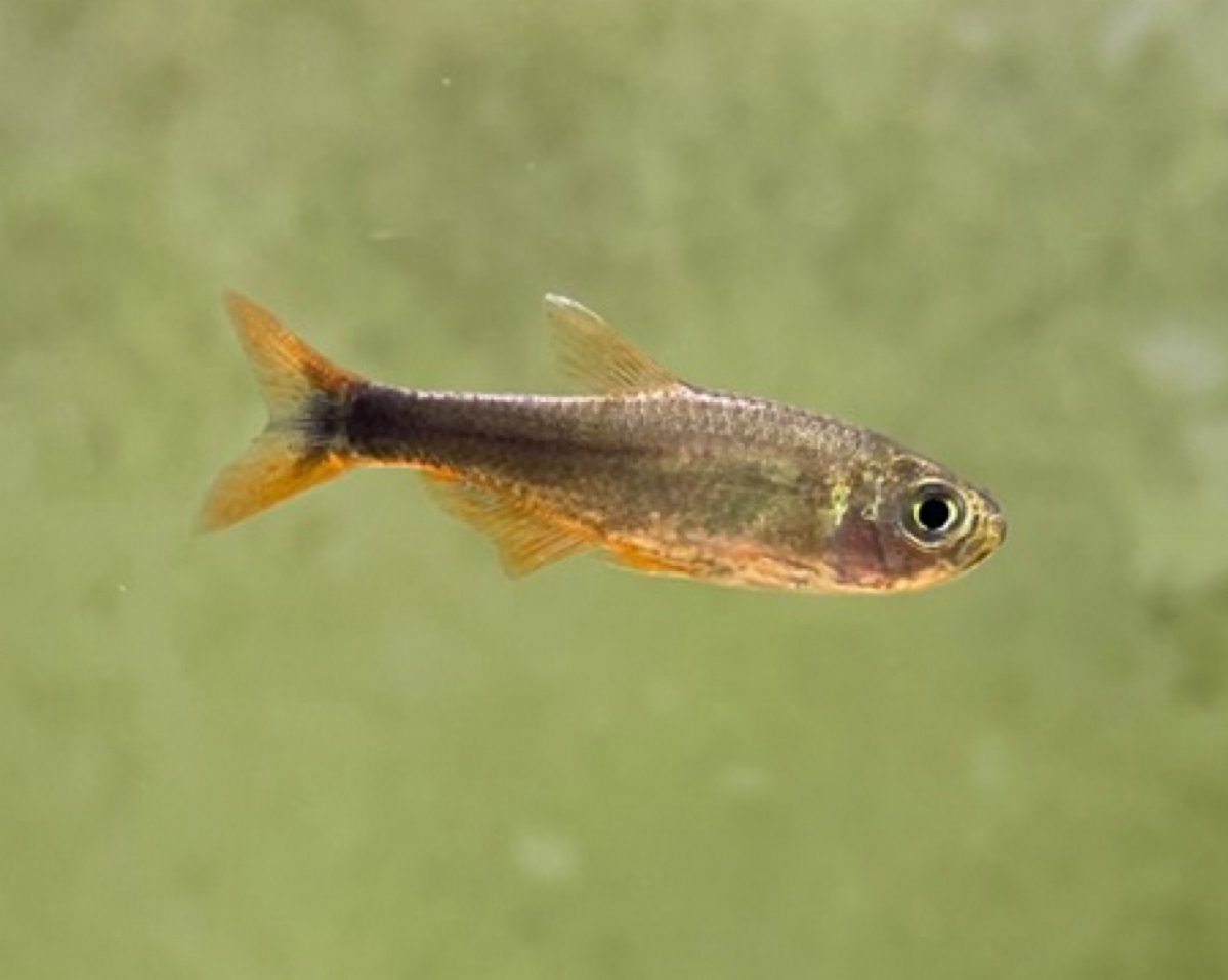 血翅红梅灯，灯鱼观赏鱼热带鱼，包损不包邮。