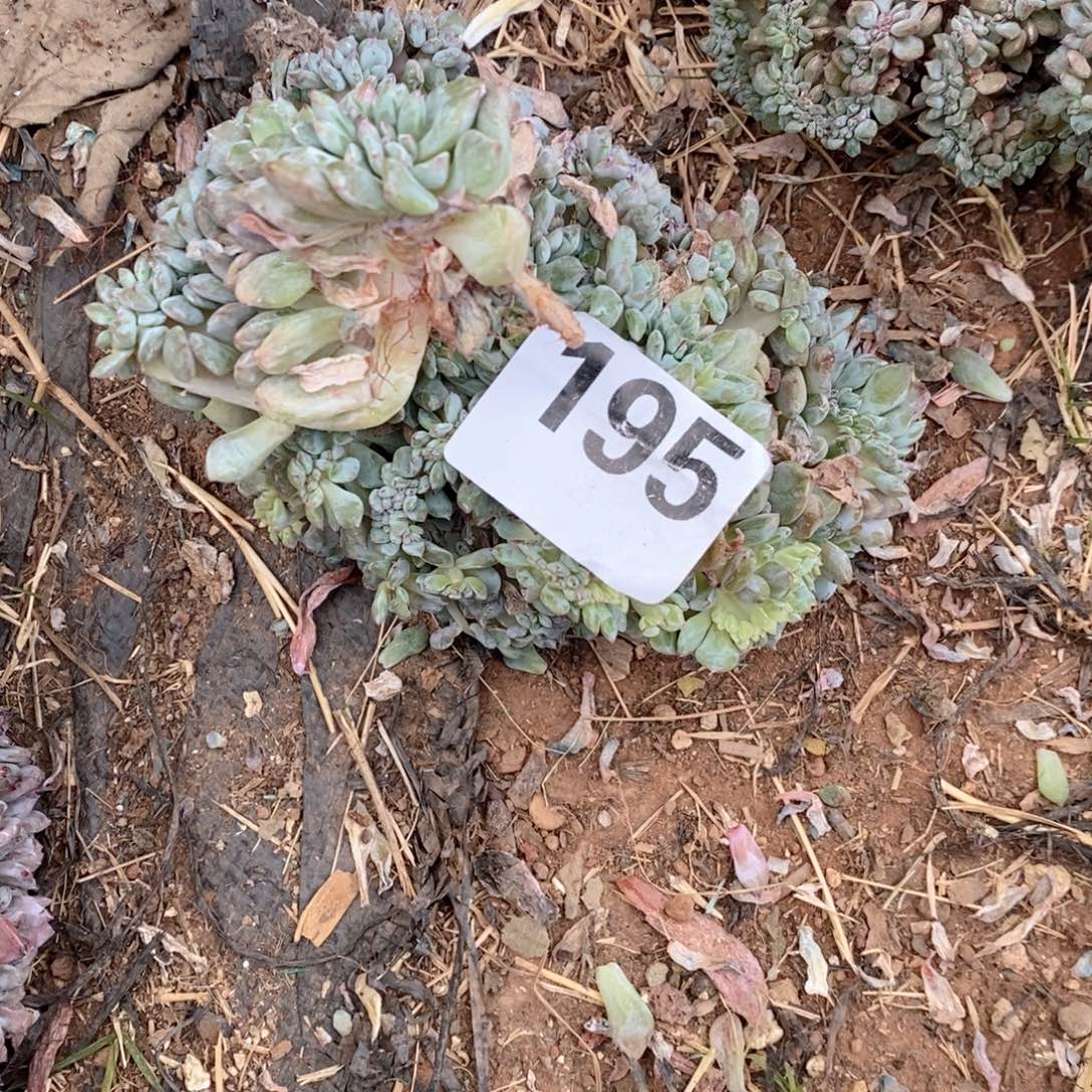 ****e195 破烂玩意儿丫丫