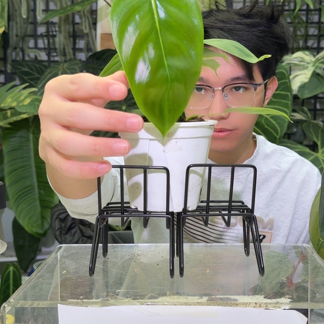 完全开放F490 Pe蔓绿绒