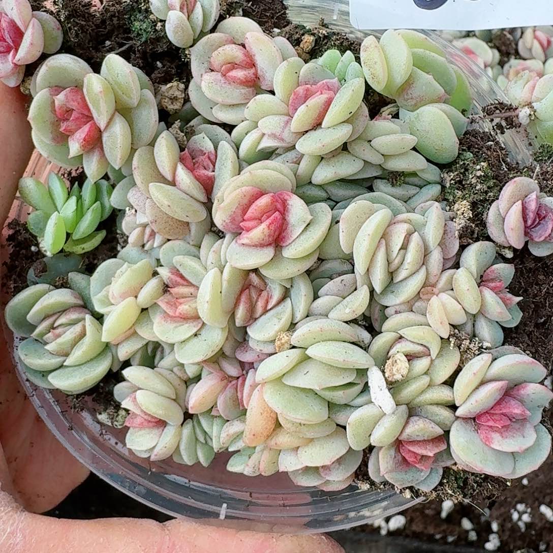 杂交新品珍妮多肉68