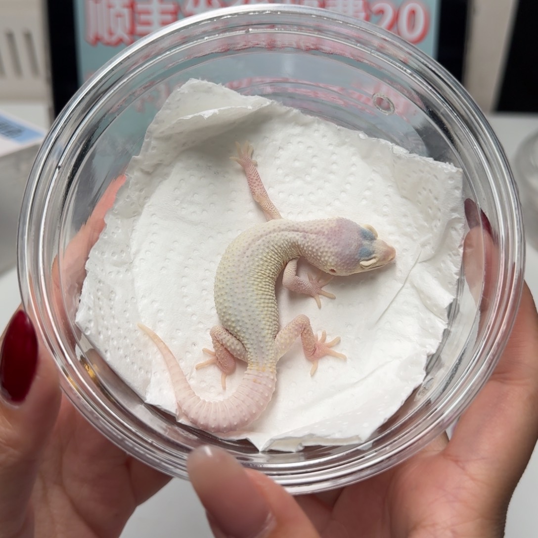 豹纹守宫柠檬恶魔白酒妹妹