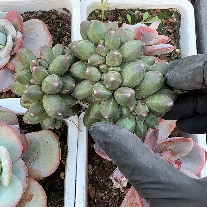 青蛙王子儿童牙膏111