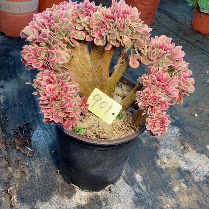 901粉女巫缀多肉一物一拍～