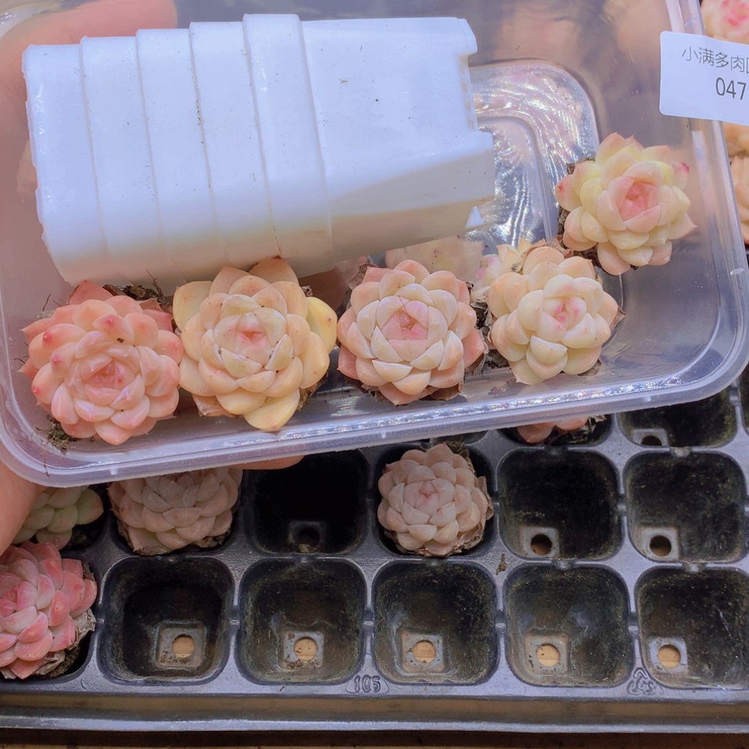 我要去看你了啊我的047