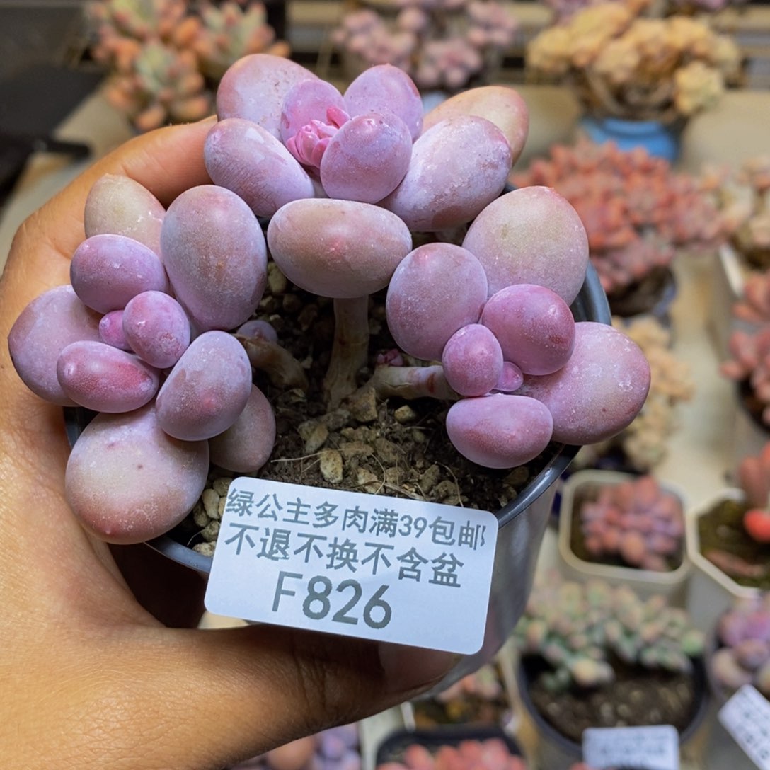 826蛋黄奶多肉7c m