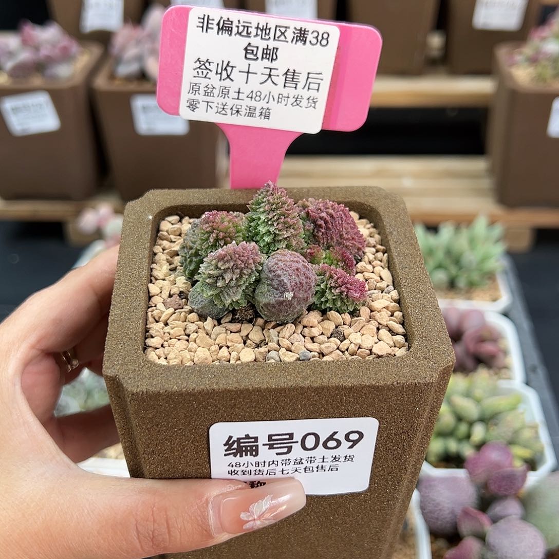 069朱紫玉多肉植物