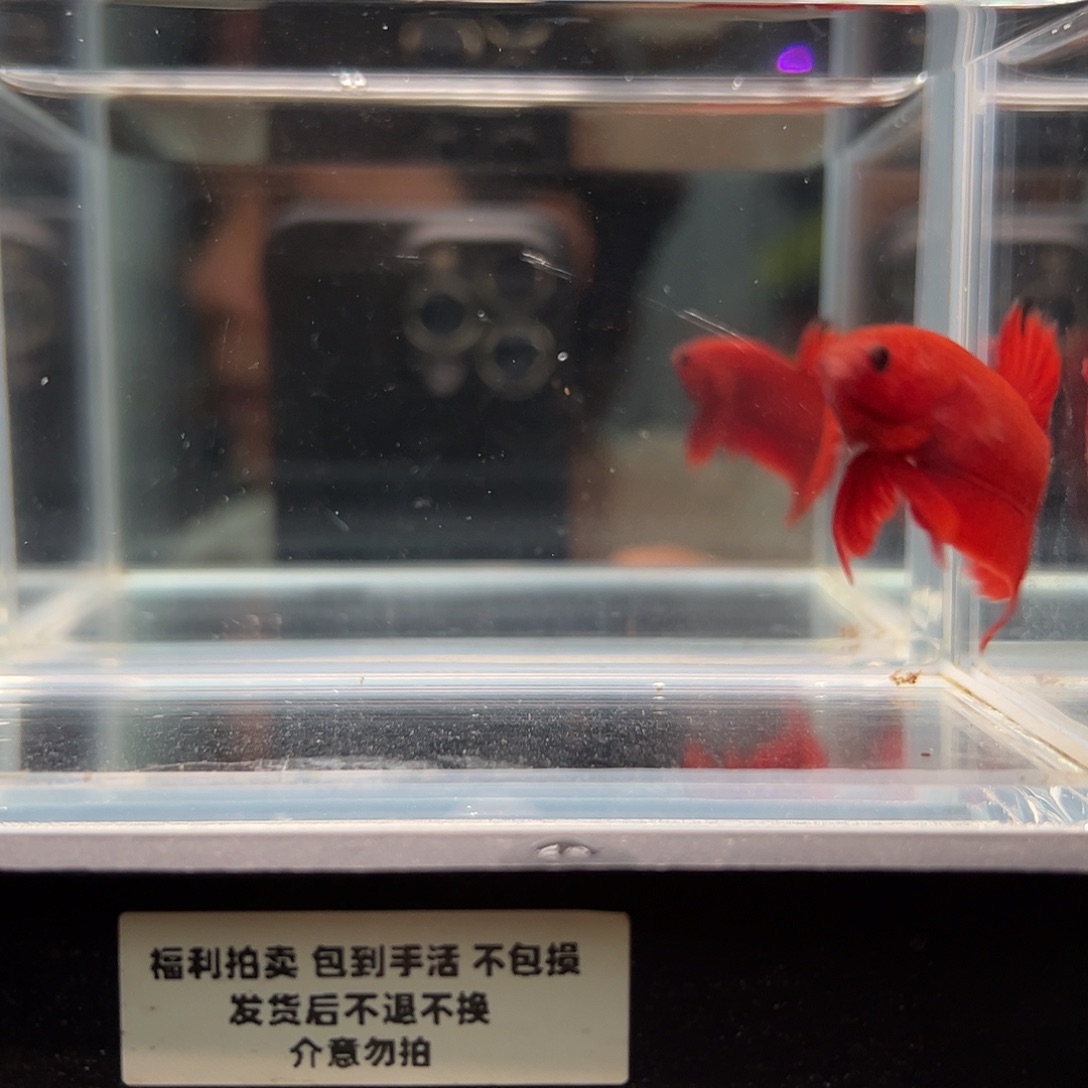 斗鱼一单包邮26日96