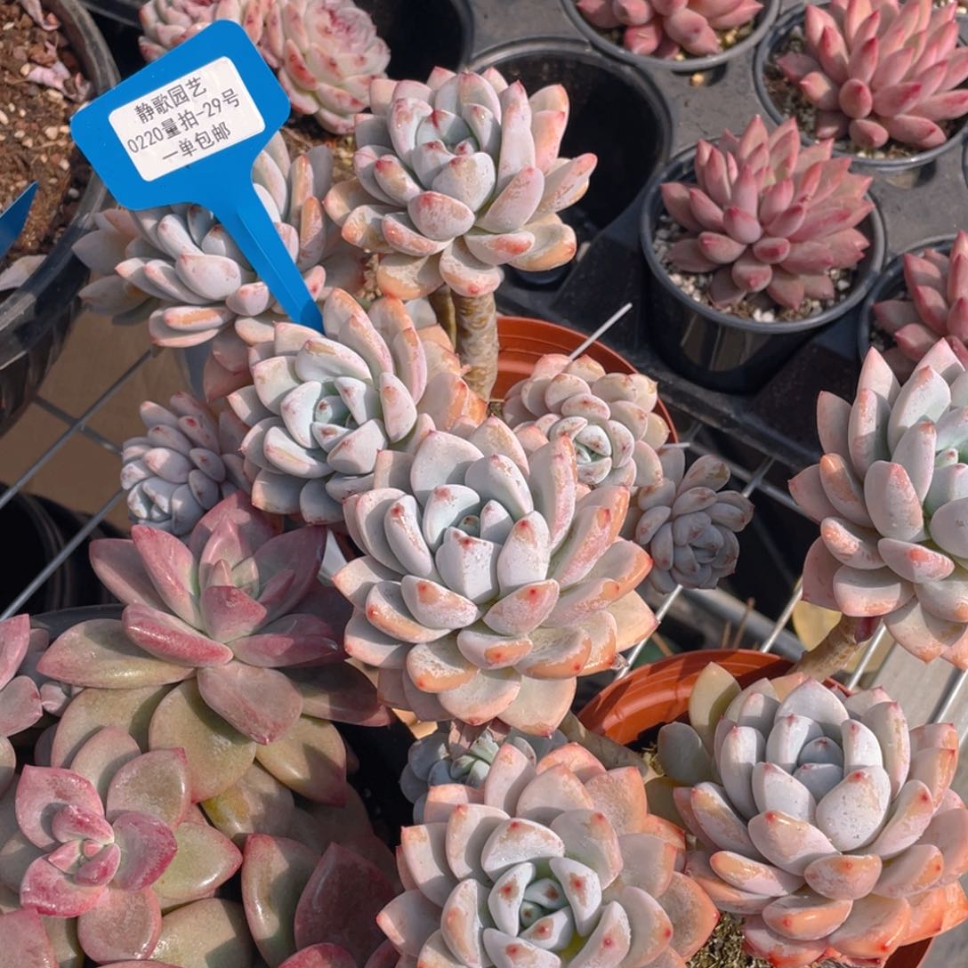 0220-29-大群老桩星星雪福利一颗