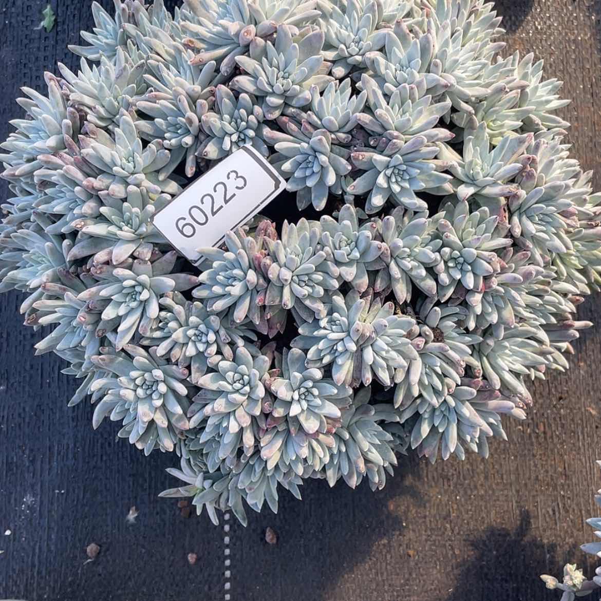 【闪购商品】?**?60223
