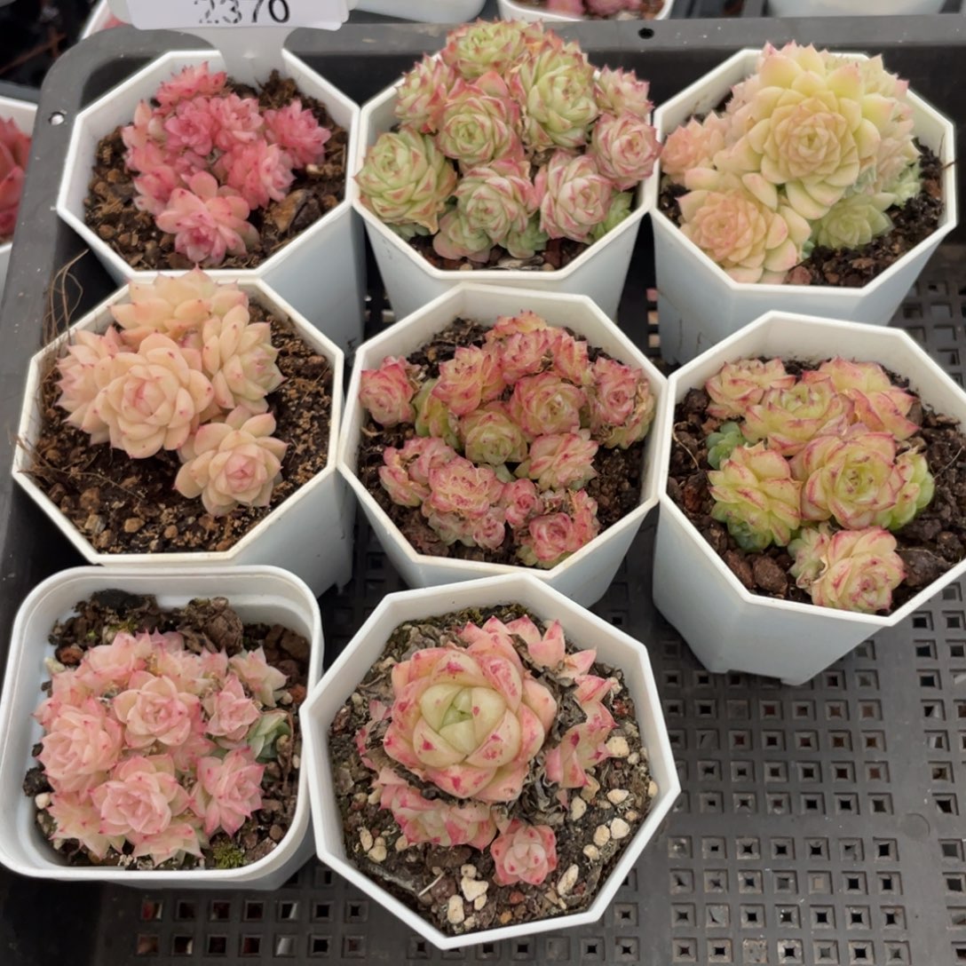 不包整散 盆子不售后2370