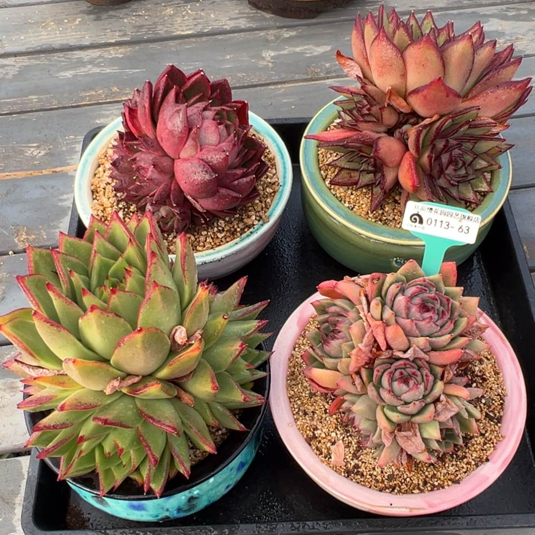 从前慢多肉精选编号0113.63