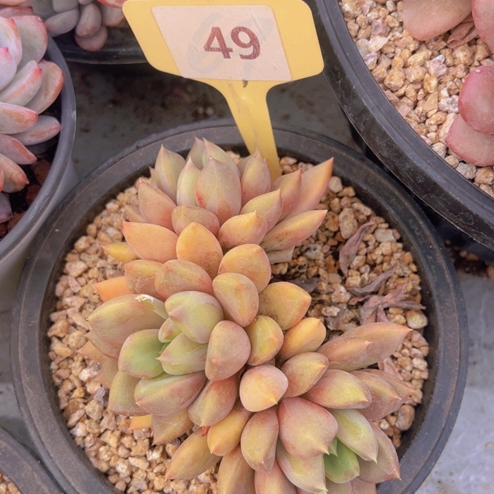 健健康康平平安安