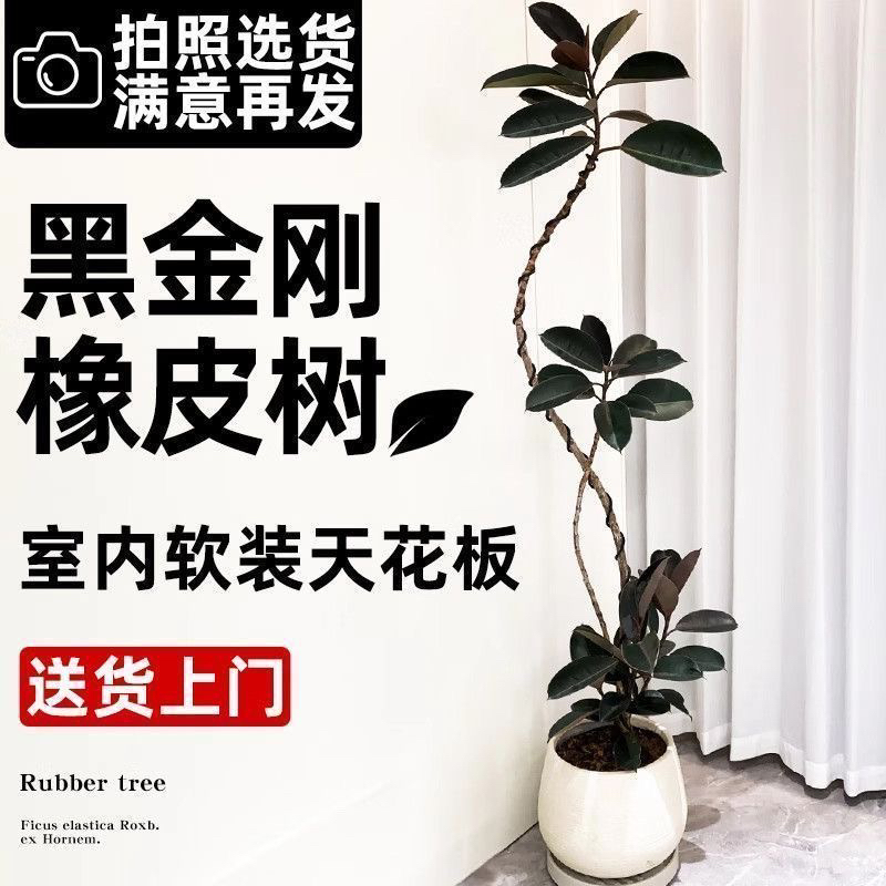 黑金刚橡皮树老桩盆栽客厅高级造型室外好养活高档办公室懒人绿植