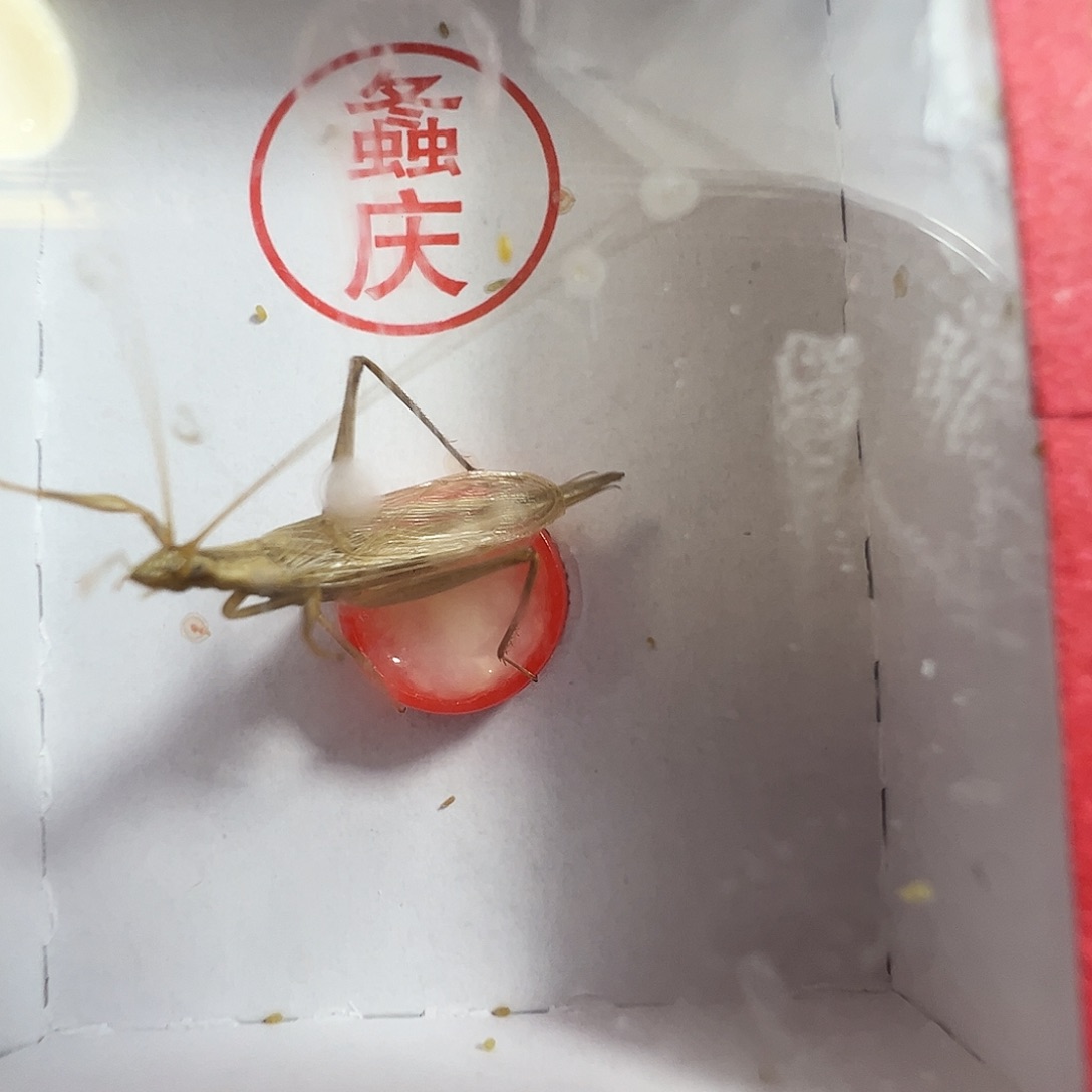 中须柬埔寨竹蛉两个