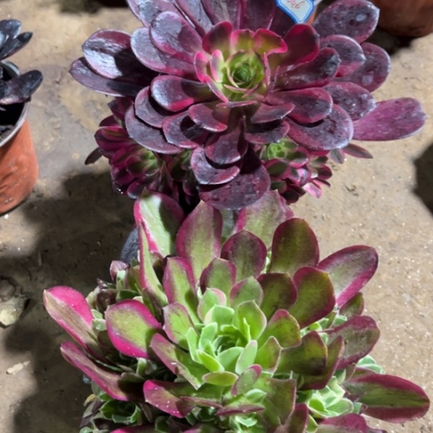 866多肉植物组合