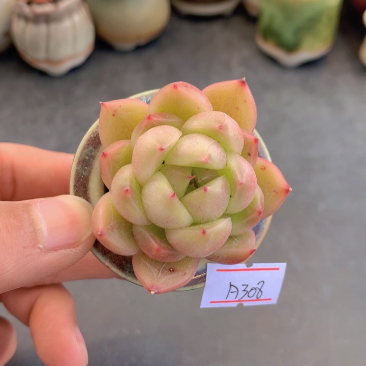 一物一拍满38包邮 A208